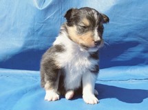 puppies