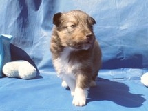 puppies