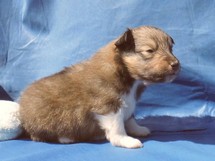 puppies