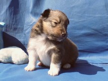puppies