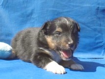 puppies