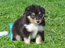 puppies