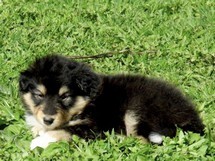 puppies