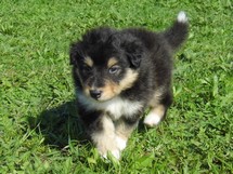 puppies