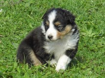 puppies