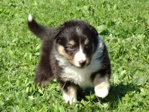 puppies