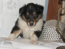 puppies