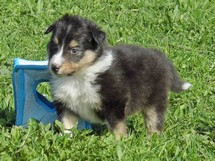 puppies