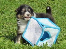 puppies