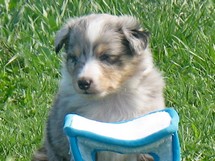 puppies
