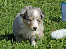 puppies