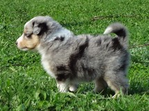 puppies