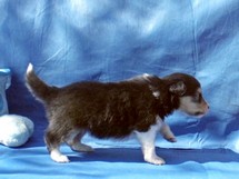 puppies