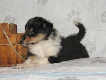 puppies