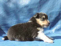puppies