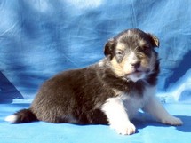 puppies