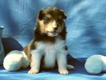 puppies