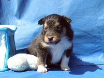 puppies