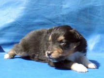 puppies
