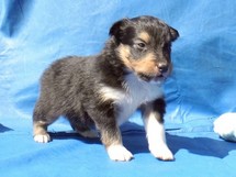 puppies