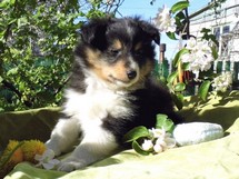 puppies
