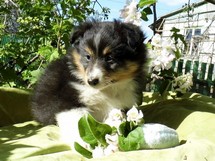 puppies