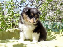 puppies