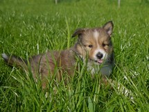 puppies