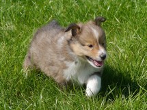 puppies