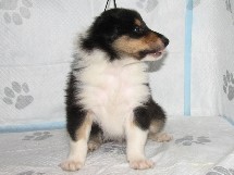 puppies