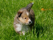 puppies