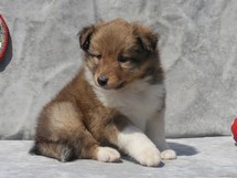 puppies