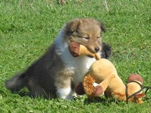 puppies