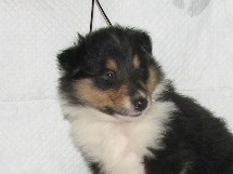 puppies