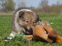 puppies