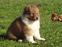 puppies