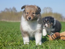 puppies