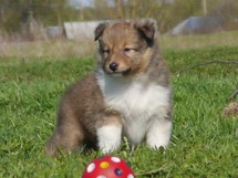 puppies
