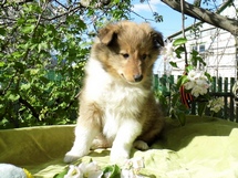 puppies