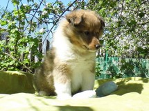 puppies