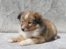 puppies