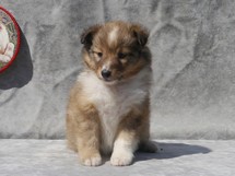 puppies