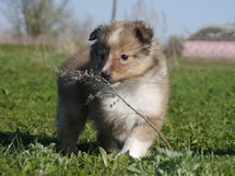 puppies