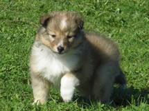 puppies