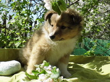 puppies