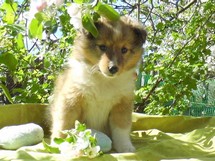 puppies