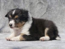 puppies
