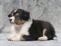 puppies