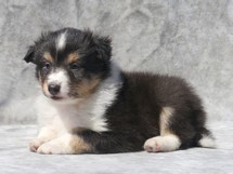 puppies
