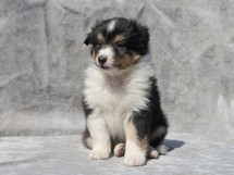 puppies